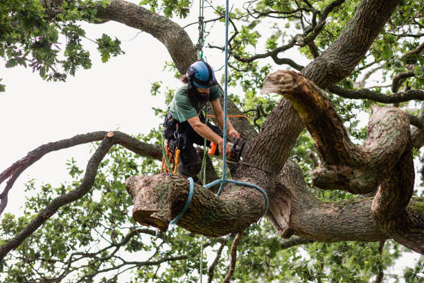 Best Firewood Processing and Delivery  in Sabina, OH