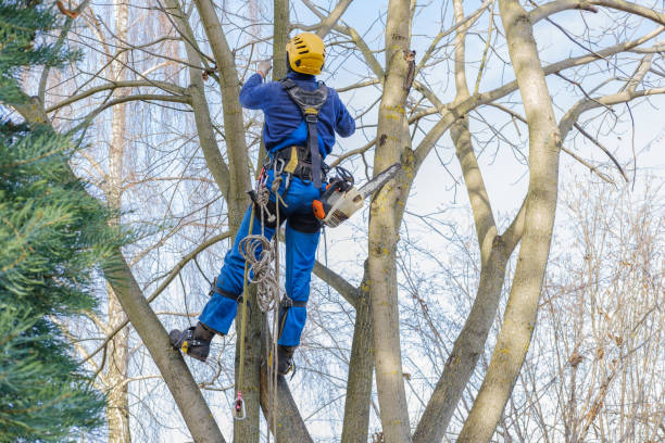 Best Commercial Tree Services  in Sabina, OH