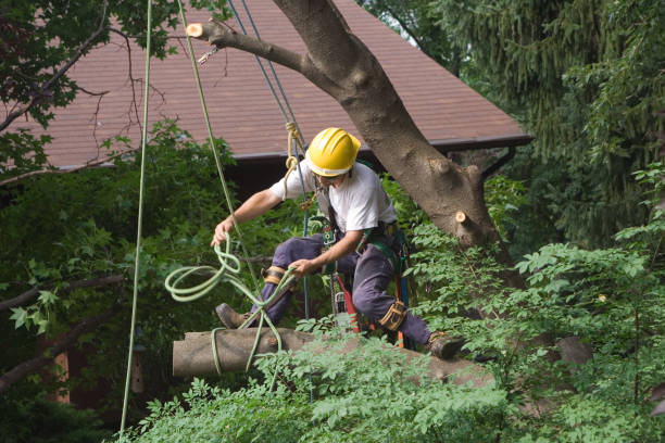 Best Emergency Tree Removal  in Sabina, OH