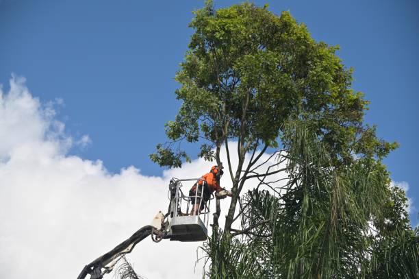 Best Storm Damage Tree Cleanup  in Sabina, OH