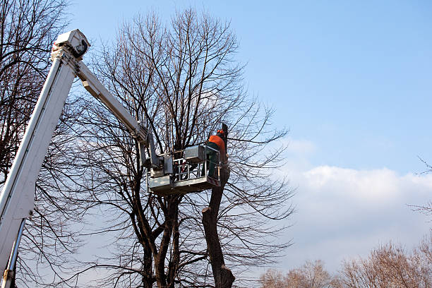 Best Tree Maintenance Programs  in Sabina, OH