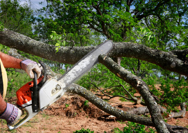 Best Tree Risk Assessment  in Sabina, OH